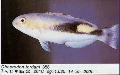 Choerodon jordani